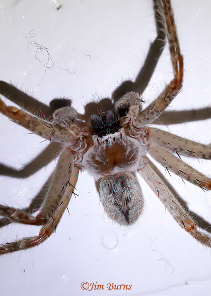 Golden Huntsman (Olios giganteus) male, Arizona--5133