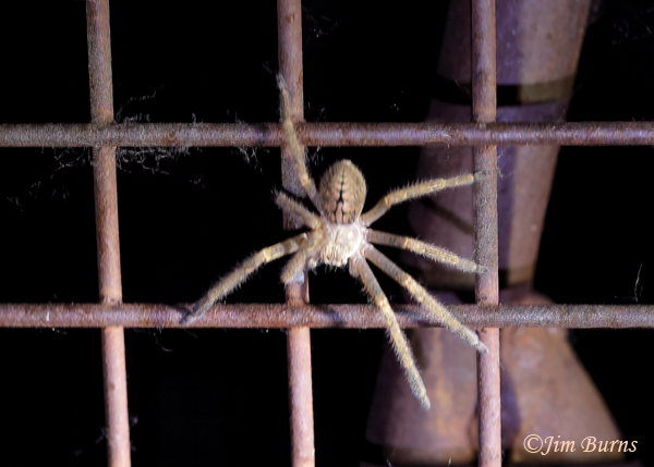 Golden Huntsman female--0481