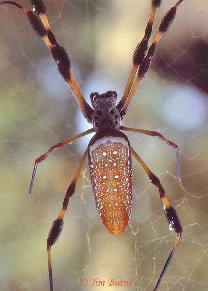 Golden Silk Orbweaver female, Texas--1000
