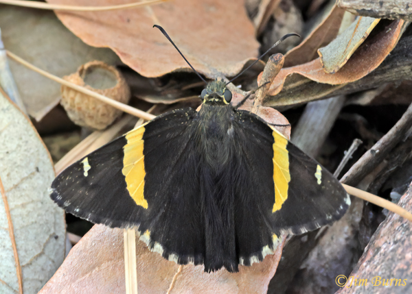 Golden-banded Skipper, Arizona--9808
