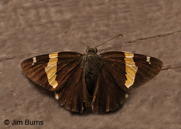 Golden Banded-Skipper, Arizona