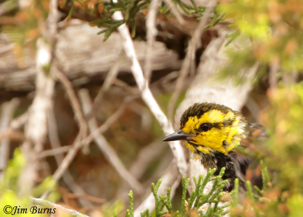 Golden-cheeked Warbler female preening after bathing--0204