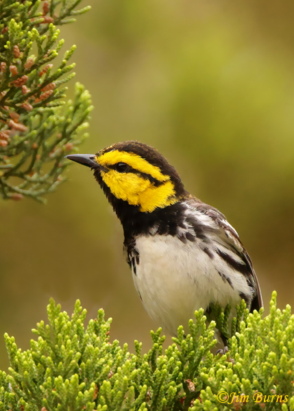 Golden-cheeked Warbler male vertical--0275