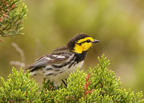Golden-cheeked Warbler male horizontal--0291