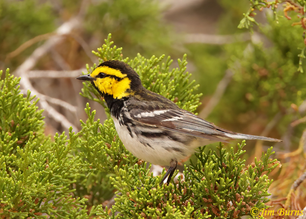 Golden-cheeked Warbler male in habitat--0313