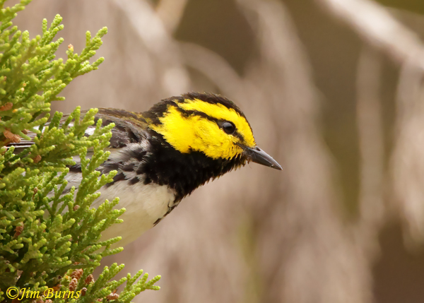 Golden-cheeked Warbler in juniper--0328
