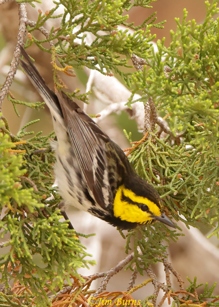 Golden-cheeked Warbler male gleaning caterpillars--0351