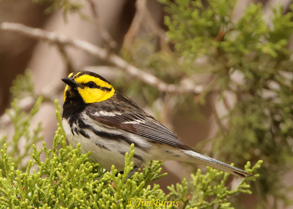Golden-cheeked Warbler male--0381
