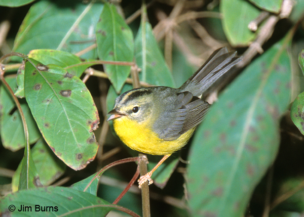 Golden-crowned Warbler