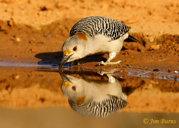 Golden-fronted Woodpecker female drinking--8672