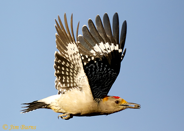 Golden-fronted Woodpecker male with seed--8684