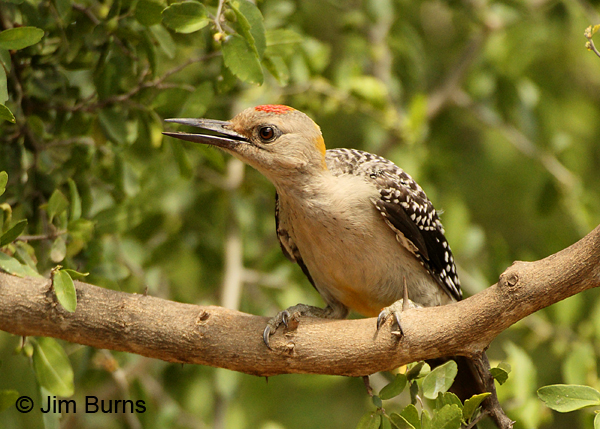 Golden-fronted Woodpecker immature male