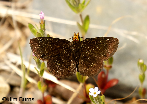 Golden-headed Scallopwing, Arizona