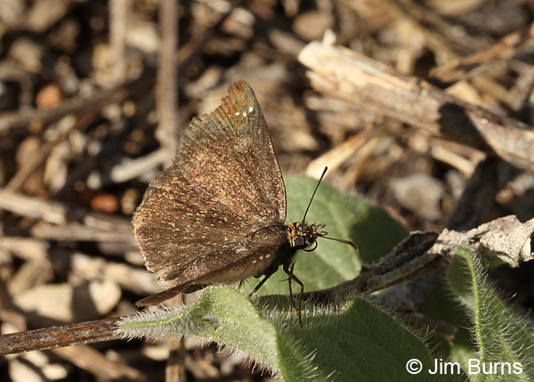 Golden-headed Scallopwing female, Arizona
