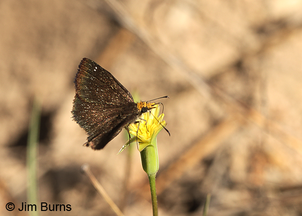 Golden-headed Scallopwing male, Arizona