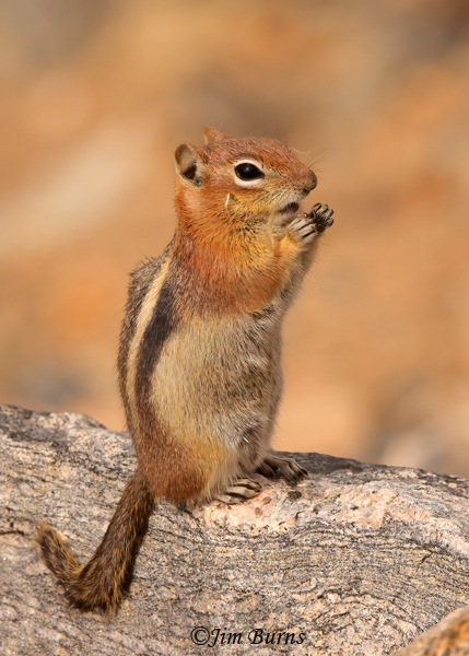 Golden-mantled Ground Squirrel enjoying thistle seed--1292