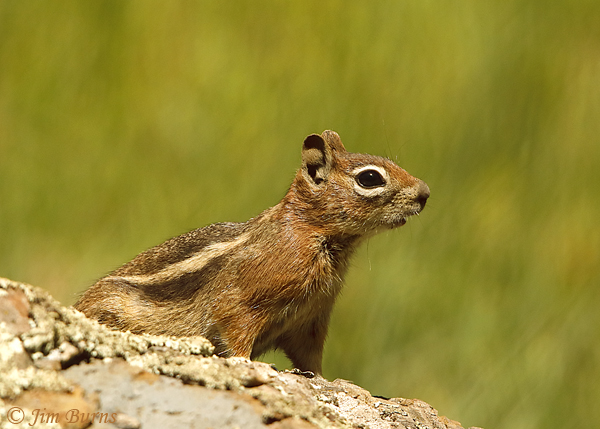 Golden-mantled Ground Squirrel--3922