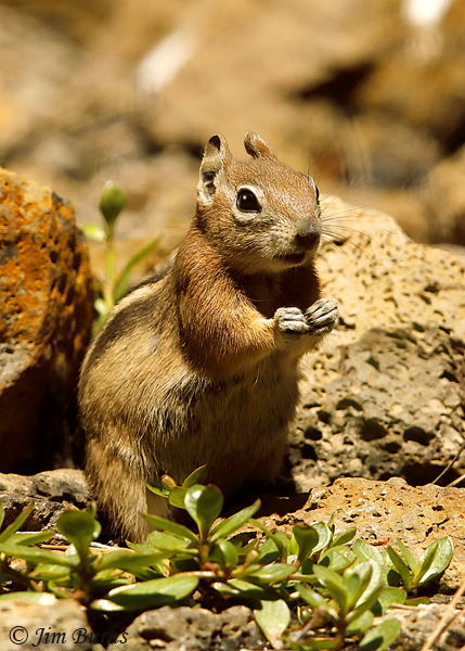 Golden-mantled Ground-Squirrel at lunch--3924