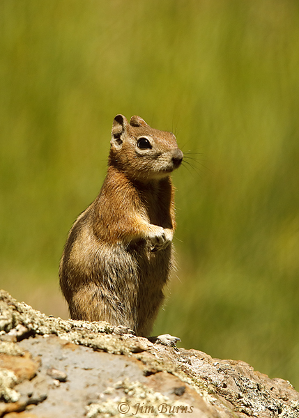 Golden-mantled Groound-Squirrel upright--3926