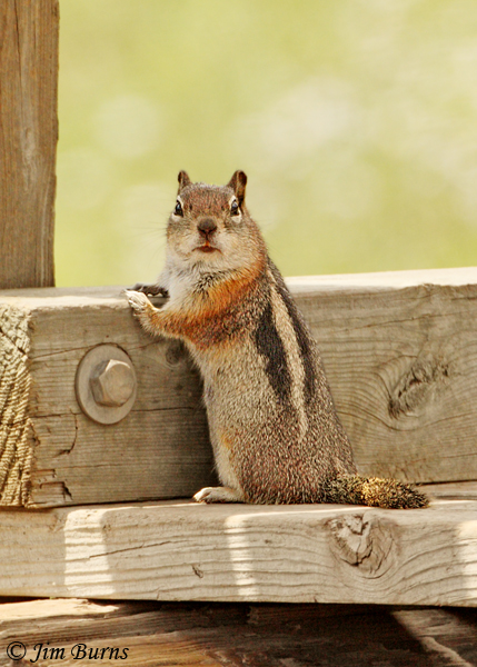 Golden-mantled Ground Squirrel on signboard #2