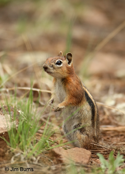 Golden-mantled Ground Squirrel