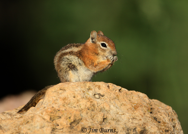 Golden-mantled Ground Squirrel at lunch