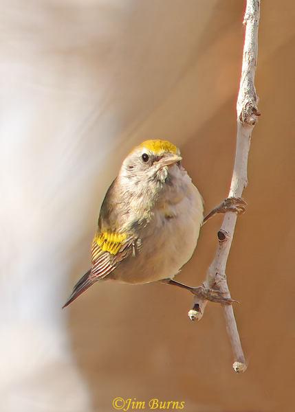 Golden-winged Warbler female--5107