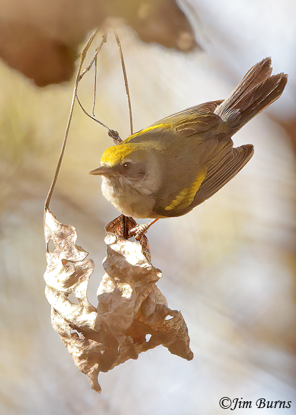 Golden-winged Warbler female gleaning in dead leaf clumps--5108