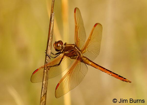 Golden-winged Skimmer male, Santa Rosa Co., FL, May 2018--9266