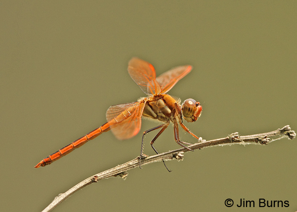 Golden-winged Skimmer male, Chesterfield Co., SC, May 2014