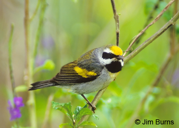 Golden-winged Warbler male