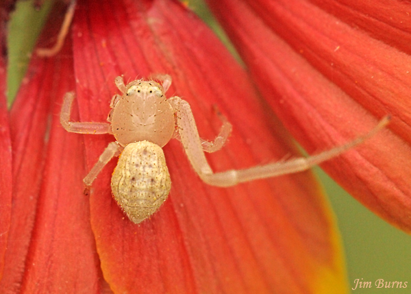 Goldenrod Crab Spider female juvenile, Arizona--1000