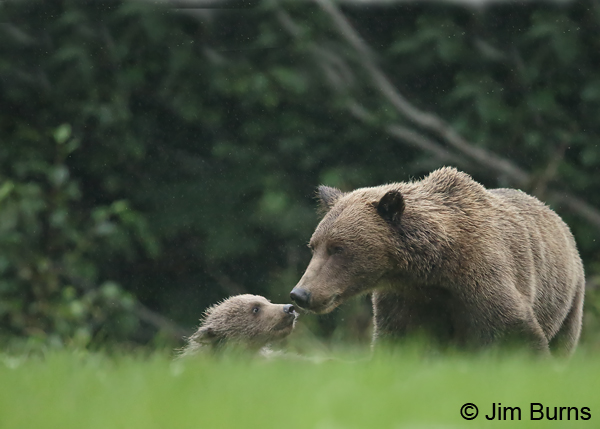 Good Morning Nuzzle 2 9074