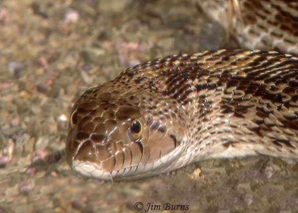Gopher Snake head shot--1000