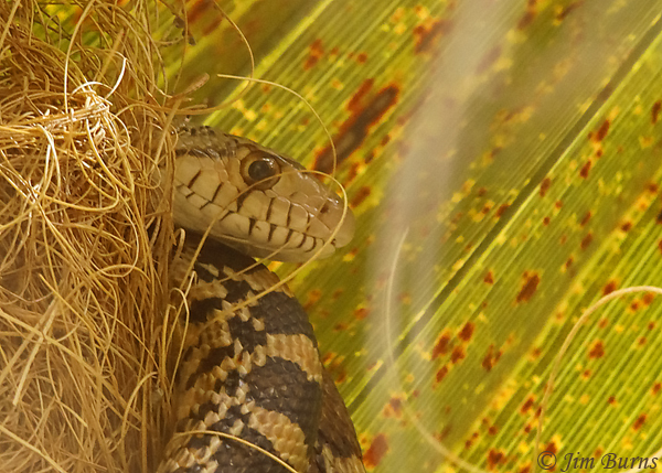Gopher Snake predating a Hooded Oriole nest--1857
