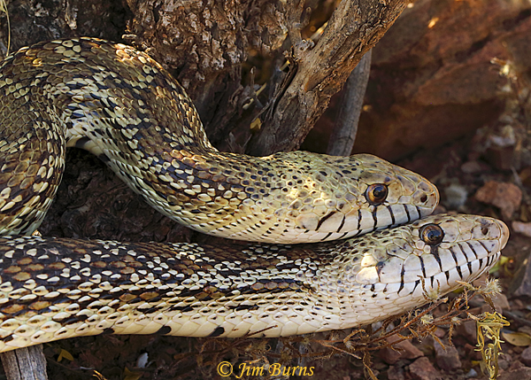 Gopher Snakes copulating, smaller male on top--2454