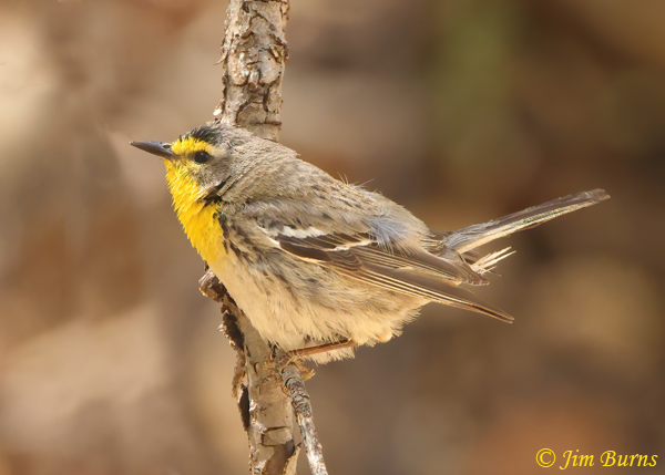 Grace's Warbler male--4706