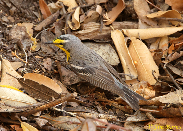 Grace's Warbler male foraging in leaf litter-4715
