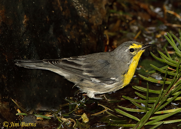 Grace's Warbler female--5637