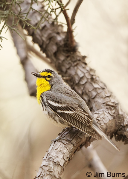 Grace's Warbler singing #2