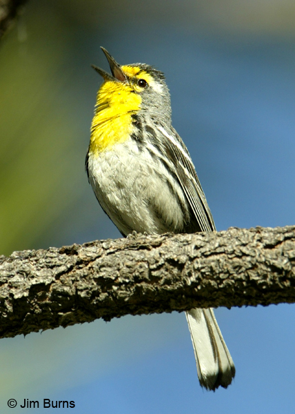 Grace's Warbler male singing