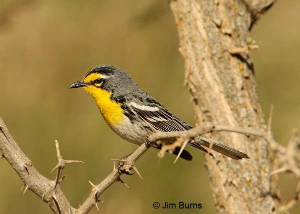 Grace's Warbler male