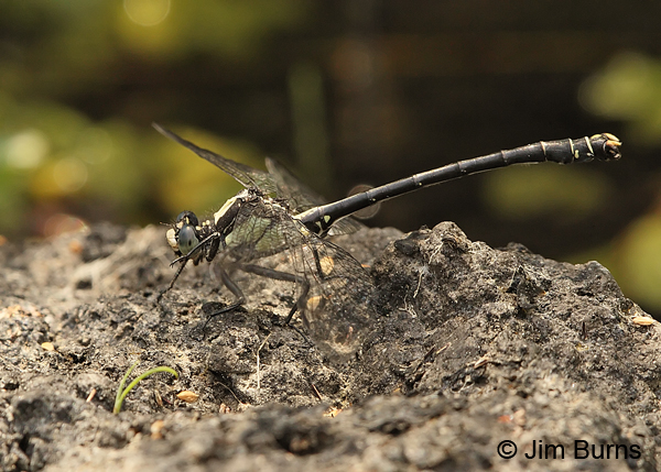 Grappletail male, Jackson Co., OR, July 2013