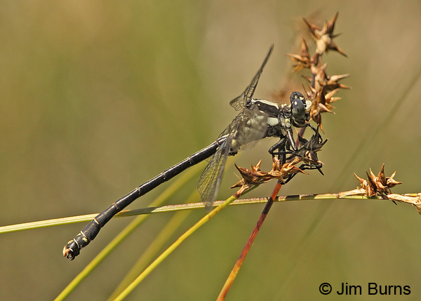 Grappletail male, Josephine Co., OR, June 2013 