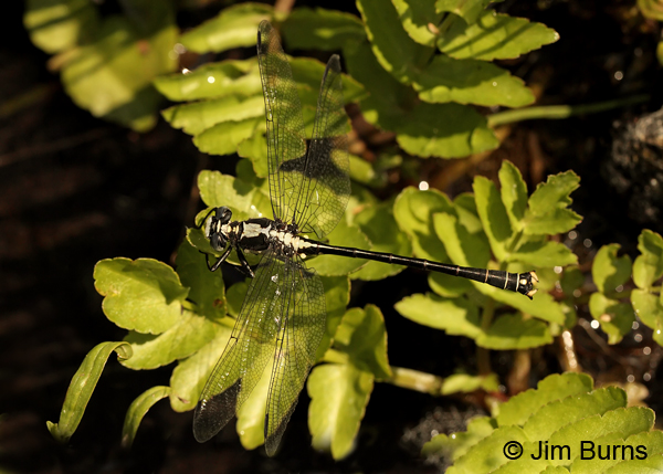 Grappletail male dorsal view showing urn on thorax, Jackson Co., OR, July 2013