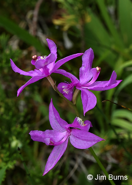 Grass Pink Orchid, Wisconsin