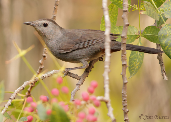 Gray Catbird--3378