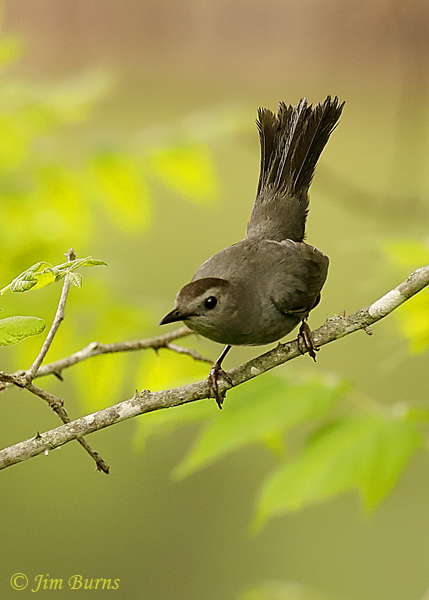 Gray Catbird on alert--3743