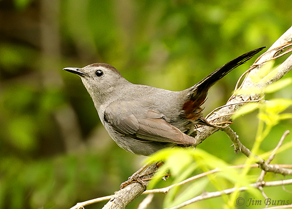 Gray Catbird--3761