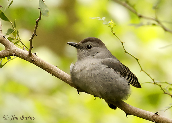 Gray Catbird feathers fluffed out against the cold--9338